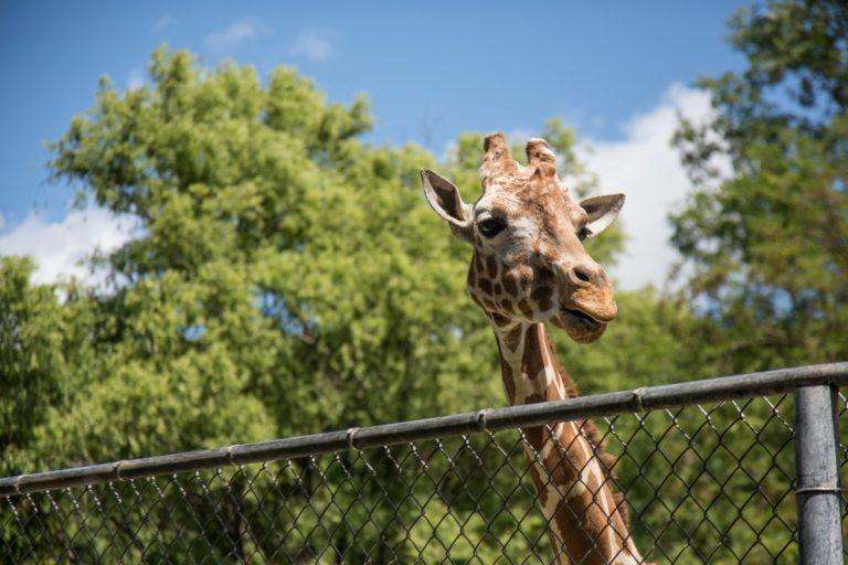 a photo of a giraffe's head peering over a wire fence. There are green leaved trees in the background