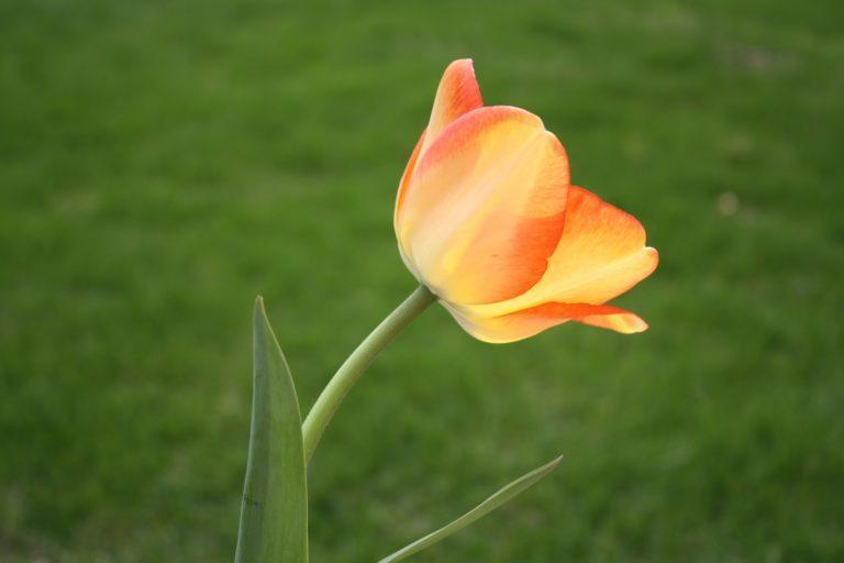 an orange tulip blooming against a green grass background