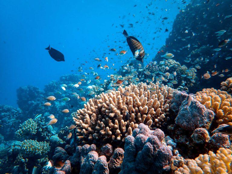 Image of fish and coral in the barrier reef